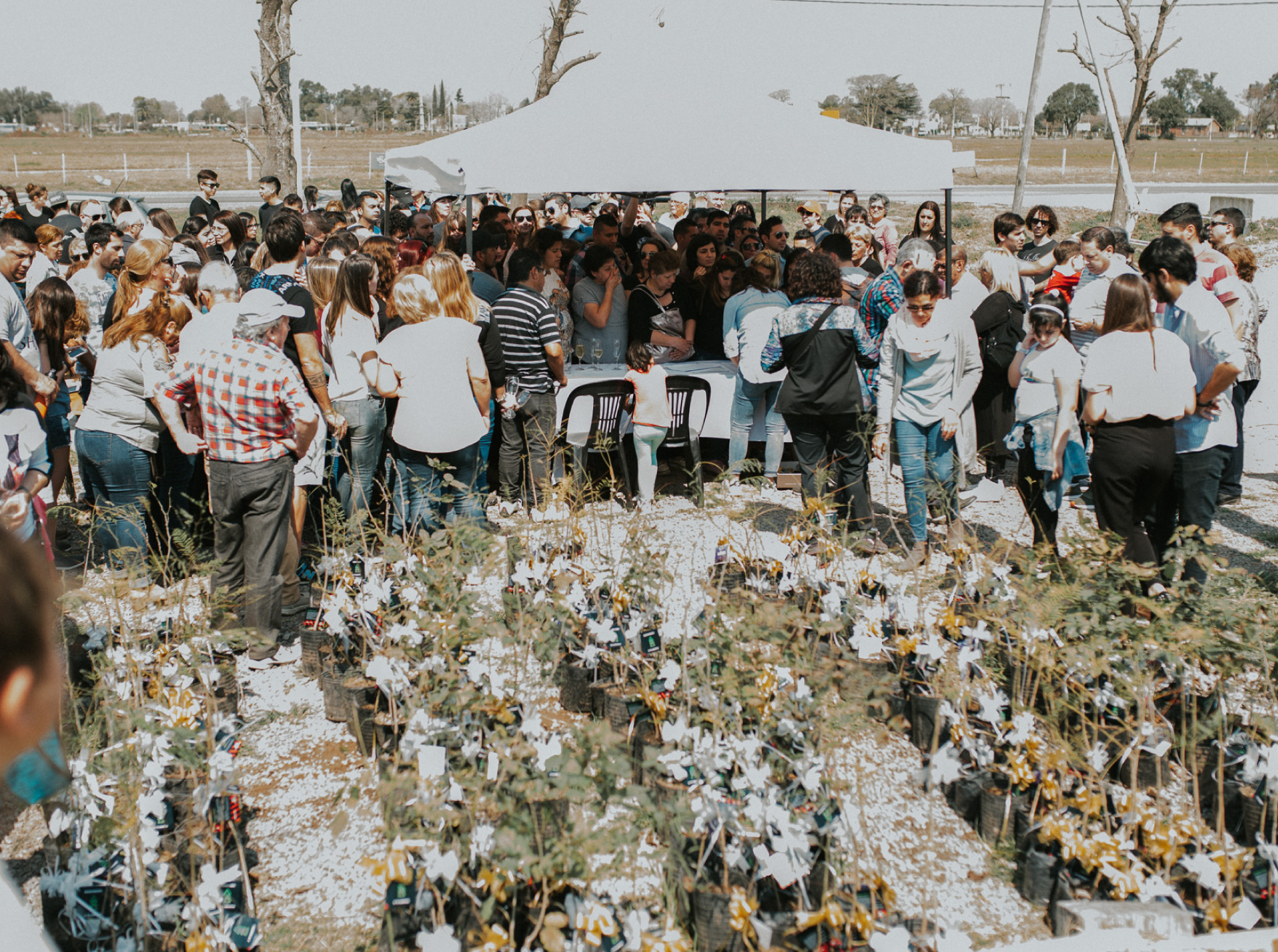 ¿Por qué plantar un árbol nativo?